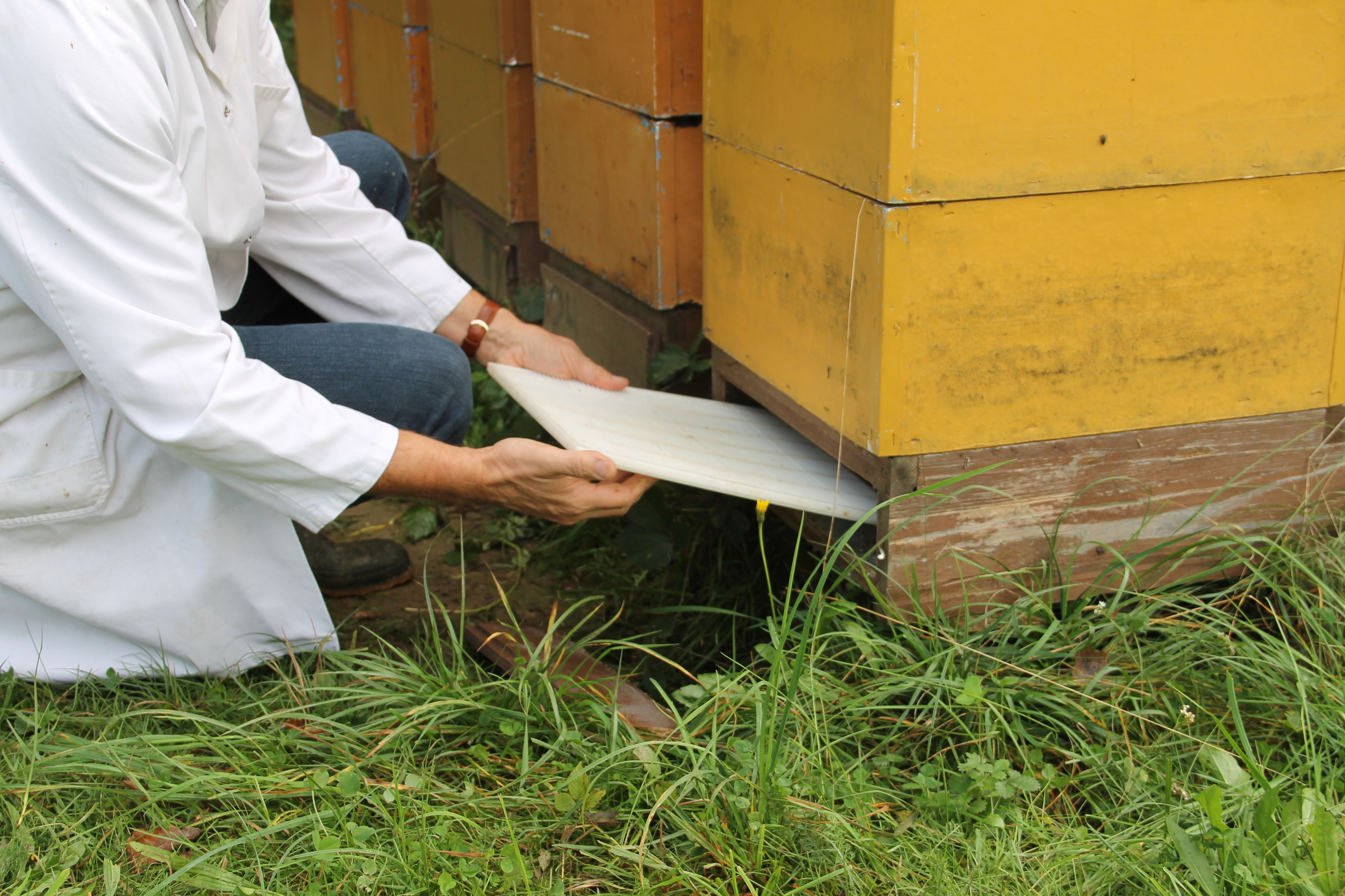 Varroa-Messung Sommer